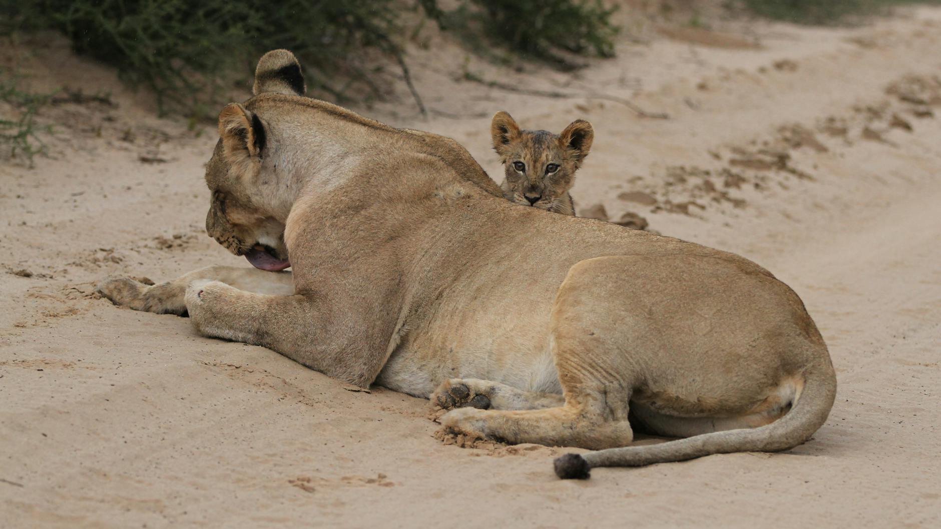 Savannah Guthrie back at 'Today' anchor desk for the first time since her mother's disappearance